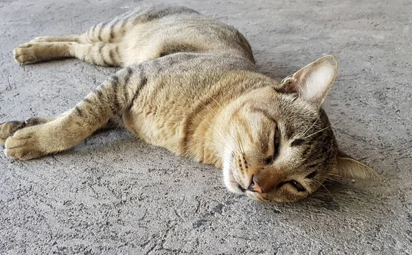 Foto Seekor Kucing Tergeletak Tanah Dengan Mata Tertutup Ada Seekor — Stok Foto