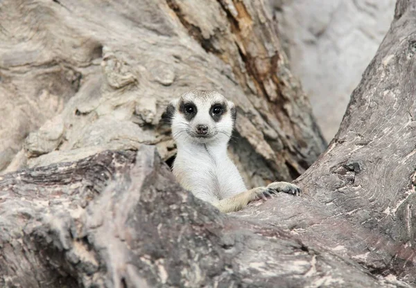 玻利维亚的野生动物 Stock fotók, 玻利维亚的野生动物 Jogdíjmentes képek | Depositphotos
