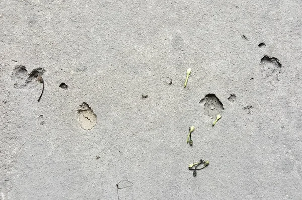 stock image a photography of a bird's footprints in the sand, there are two footprints of a bird and a bird's foot prints in the sand