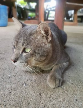 Mısırlı kedi yere uzanmış kameraya bakıyordu..