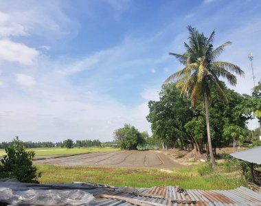 Arka planda palmiye ağacı olan bir çiftlikte öküz arabası çatısı..