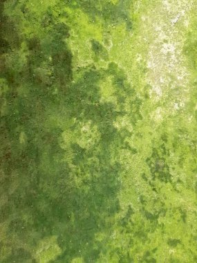 Damatlar ellerinde sörf tahtalarıyla çimenlerde yürüyorlar..