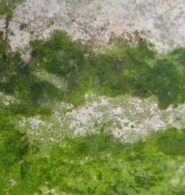 Beton bir duvarın yosunlu yüzeyinde saksılar büyüyor..