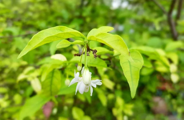 Λουλουράκι Λευκά Πέταλα Και Πράσινα Φύλλα Κήπο — Φωτογραφία Αρχείου