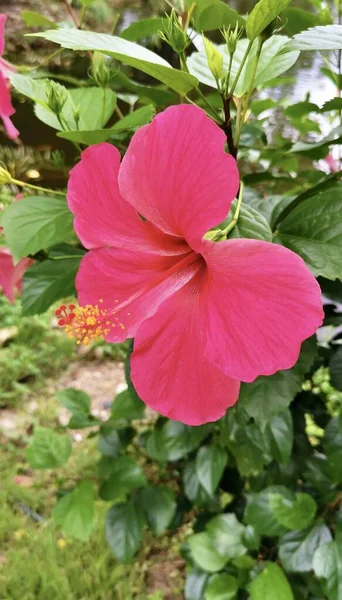 Цветочный Горшок Розовыми Лепестками Зелеными Листьями Саду — стоковое фото