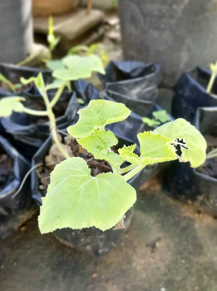 Verandada Yeşil Yapraklı Saksılar Siyah Plastik Torbalar — Stok fotoğraf