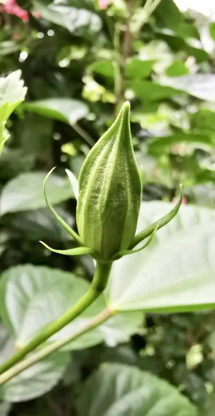 Blumentopf Einer Grünen Pflanze Mit Einer Aufkeimenden Blume Darauf — Stockfoto