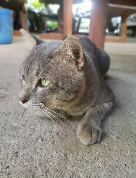 Египетская Кошка Лежит Полу Смотрит Камеру — стоковое фото