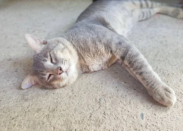 Egipski Kot Leżący Podłodze Zamkniętymi Oczami — Zdjęcie stockowe