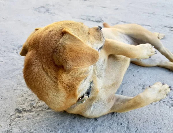 Labrador Retriever Leżący Ziemi Patrzący Coś — Zdjęcie stockowe