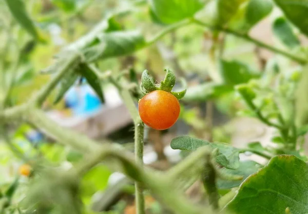 Gurkenpflanze Mit Orangefarbenen Früchten Stiel Garten — Stockfoto