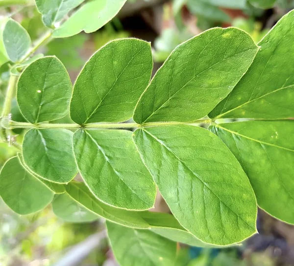Цветочный Горшок Зелеными Листьями Желтым Стеблем Саду — стоковое фото