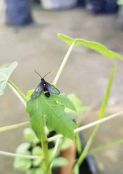背景に人がいる鍋に葉の上にキャベツ蝶 — ストック写真