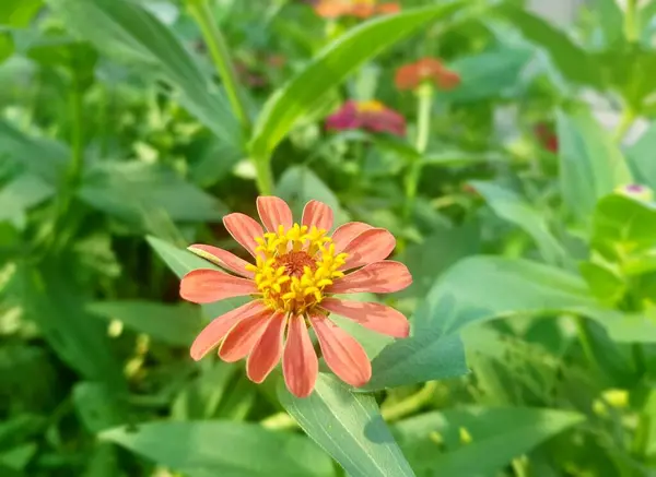 Sarı Merkezli Papatya Çiçeği Yeşil Yapraklı Bir Bahçede — Stok fotoğraf