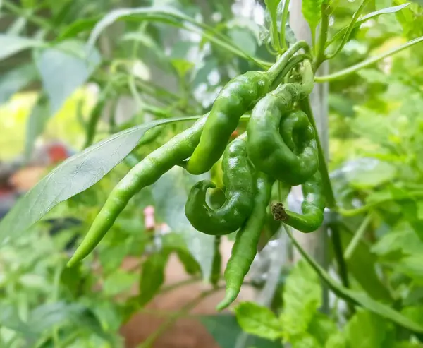 Πιπεριά Πιπεριά Φυτό Πράσινες Πιπεριές Αυξάνεται Αυτό Έναν Κήπο — Φωτογραφία Αρχείου