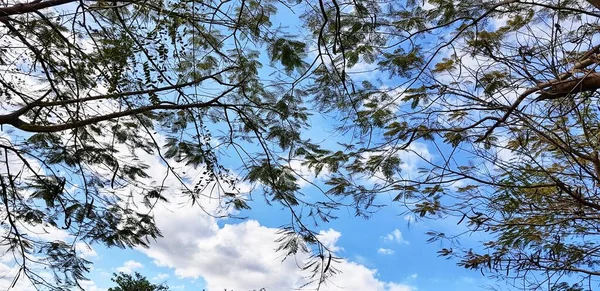 Vogelhaus Inmitten Eines Baumes Mit Blauem Himmel Hintergrund — Stockfoto