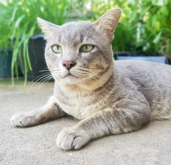 Ägyptische Katze Liegt Mit Grünen Augen Und Schnurrhaaren Auf Beton — Stockfoto