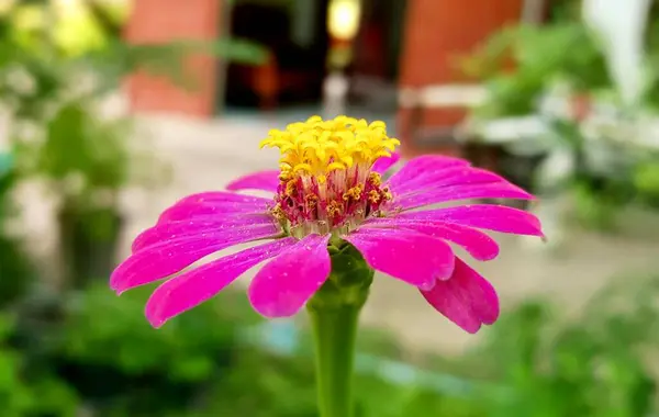 Flowerpot Pink Flower Yellow Center Yellow Stamen — Stock Photo, Image