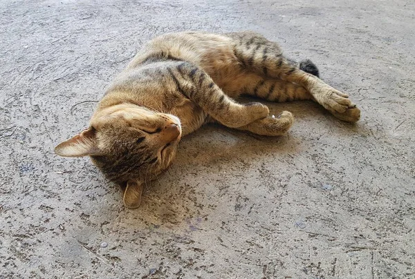 Kucing Mesir Tergeletak Lantai Dengan Kepalanya Tanah — Stok Foto