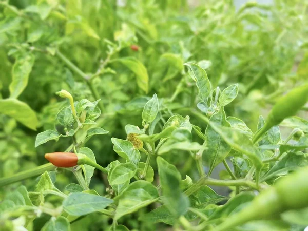 Πιπεριά Πιπεριά Φυτό Μια Κόκκινη Πιπεριά Έναν Κήπο — Φωτογραφία Αρχείου