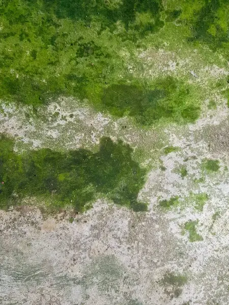 Pepino Algas Verdes Cobrem Solo Rio — Fotografia de Stock