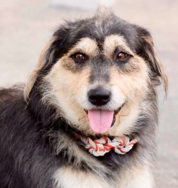 Dili dışarı çıkmış, dili dışarı çıkmış çoban köpeği..