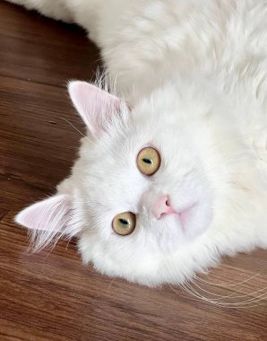 Pers kedisi yere uzanmış kameraya bakıyordu..