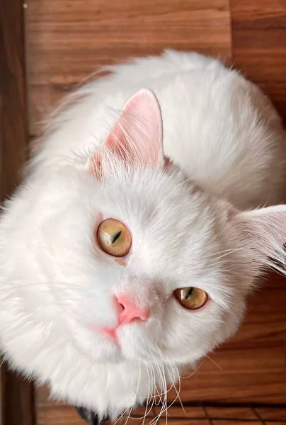 波斯猫 毛色洁白 眼睛发黄 抬头看着摄像机 — 图库照片