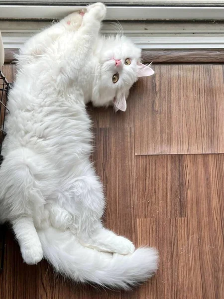 Перський Кіт Лежить Підлозі Поруч Кошиком Їжі — стокове фото