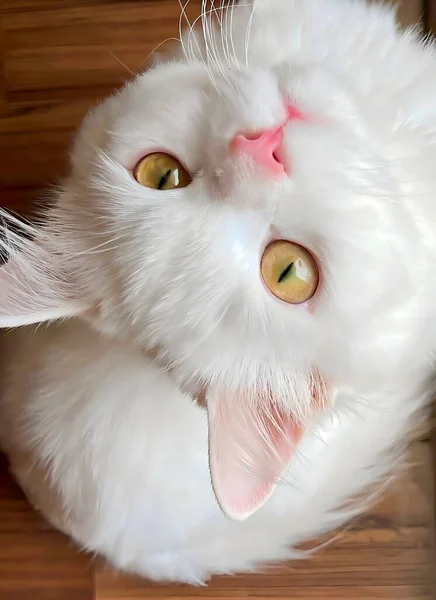 有粉红鼻子和白色毛皮的波斯猫抬头看着相机 — 图库照片