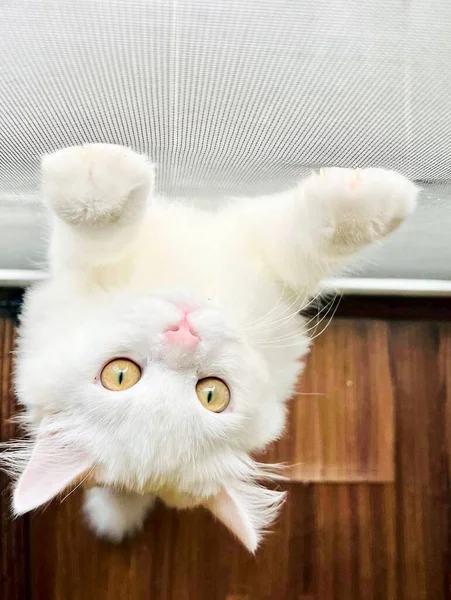波斯猫倒挂在天花板上 眼睛睁得大大的 — 图库照片