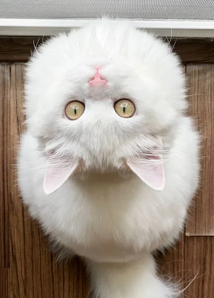 Перська Кішка Рожевим Носом Білим Хутром Дивиться Вгору Камеру — стокове фото