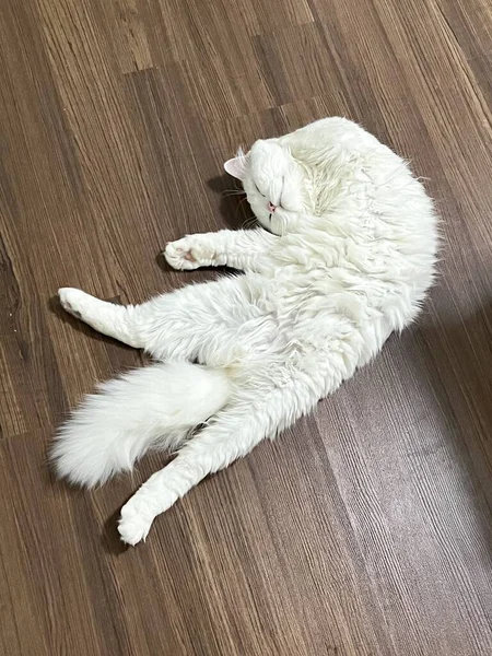 Schwabbelige Katze Liegt Auf Dem Rücken Auf Einem Holzboden — Stockfoto
