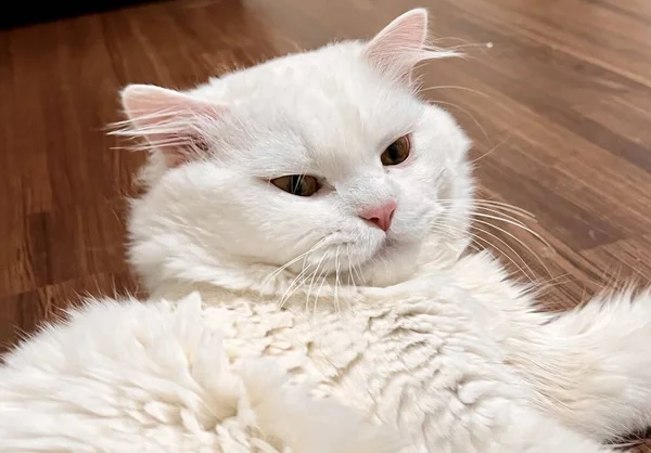 Перська Кішка Лежить Підлозі Дивлячись Камеру — стокове фото