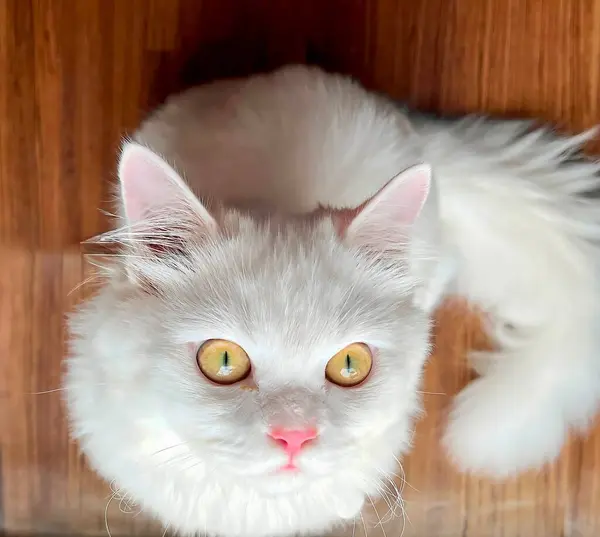 Персидский Кот Жёлтыми Глазами Смотрит Камеру Сверху — стоковое фото