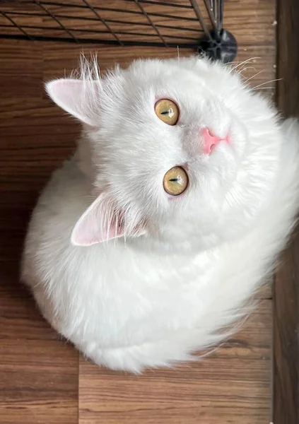 Persisk Katt Liggande Trägolv Tittar Upp Mot Kameran — Stockfoto