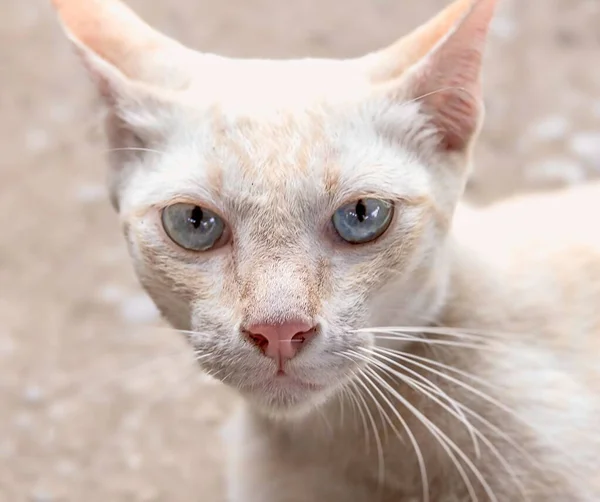 Egyptisk Katt Med Blå Ögon Tittar Kameran — Stockfoto