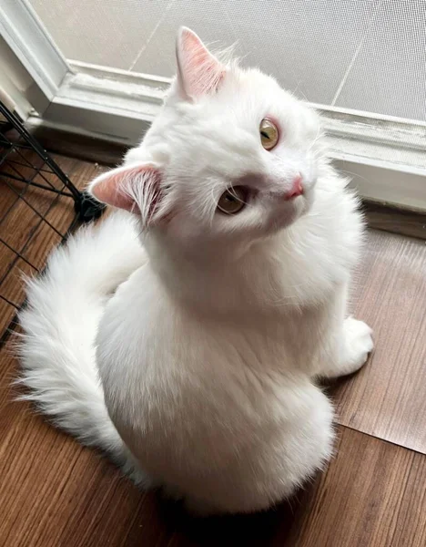 Willkommensmatte Für Eine Weiße Katze Die Auf Dem Boden Neben — Stockfoto