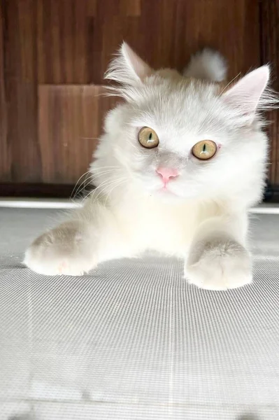 Gato Persa Tendido Suelo Mirando Cámara Con Los Ojos Bien — Foto de Stock