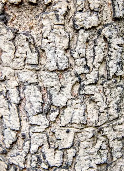 Marcas Prego Uma Casca Árvore — Fotografia de Stock