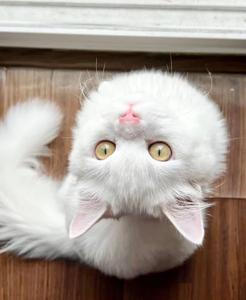 Persisk Katt Med Rosa Näsa Och Vit Päls Tittar Upp — Stockfoto