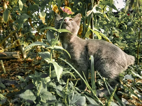 花园里的埃及猫仰望着一朵花 — 图库照片