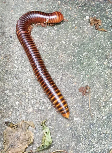 Centipedeus Suelo Con Hojas Hojas Muertas — Foto de Stock