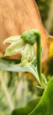 Yeşil saplı çan biberi çiçeği ve sarı çiçek tomurcuğu..