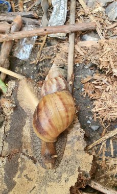 Toprakta bir parça tahtanın üzerinde sürünen salyangoz..