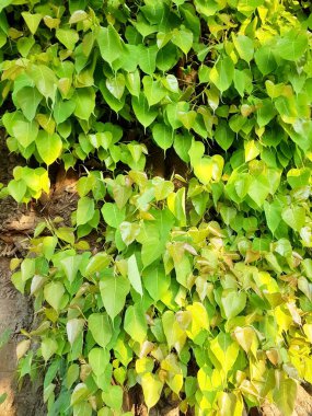 Susan Scrofax bahçedeki taş duvarda yapraklar bırakıyor..