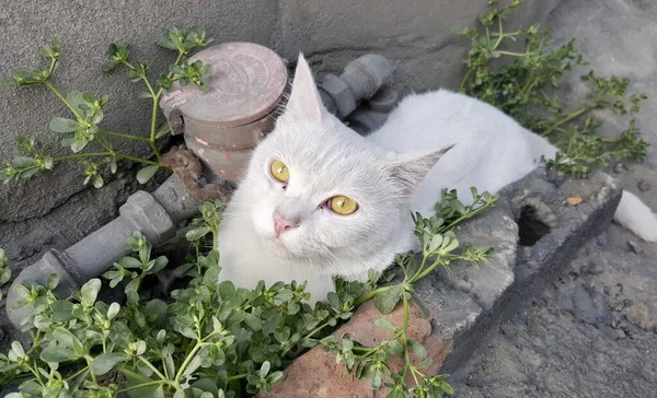 Kucing Mesir Duduk Pot Tanaman Dengan Mata Kuning — Stok Foto
