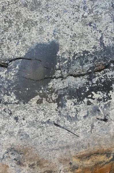 Trilobit Sten Med Ett Hål — Stockfoto