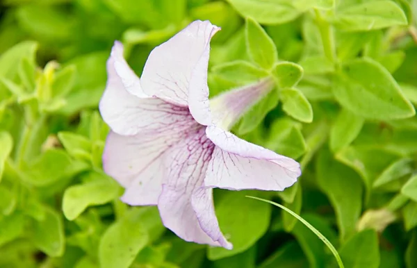 緑の庭に紫色の花弁を持つ鉢植え — ストック写真