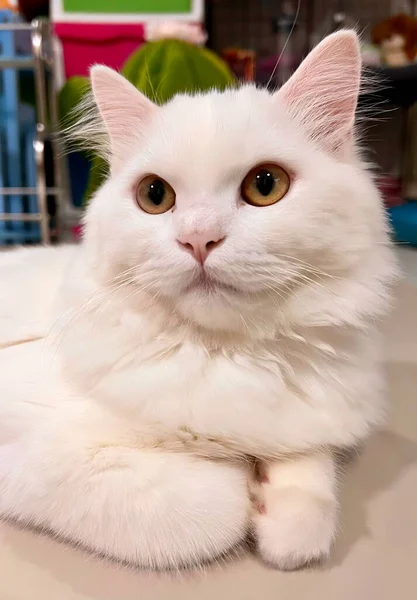 Перська Кішка Лежить Лічильнику Широко Відкритими Очима — стокове фото